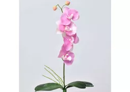 phalaenopsis - pink (medium).jpg