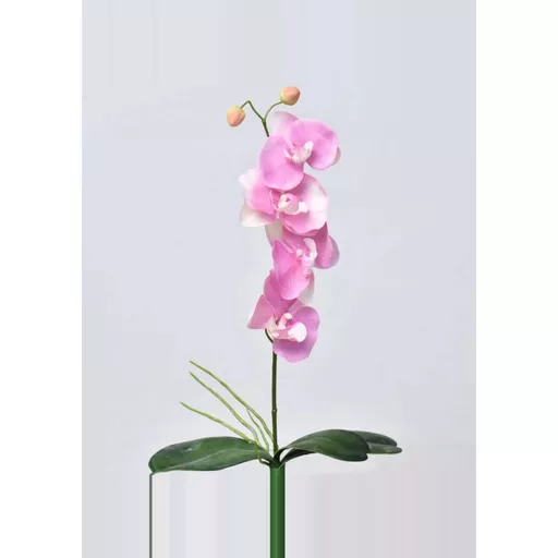 Phalaenopsis - Pink (Medium)