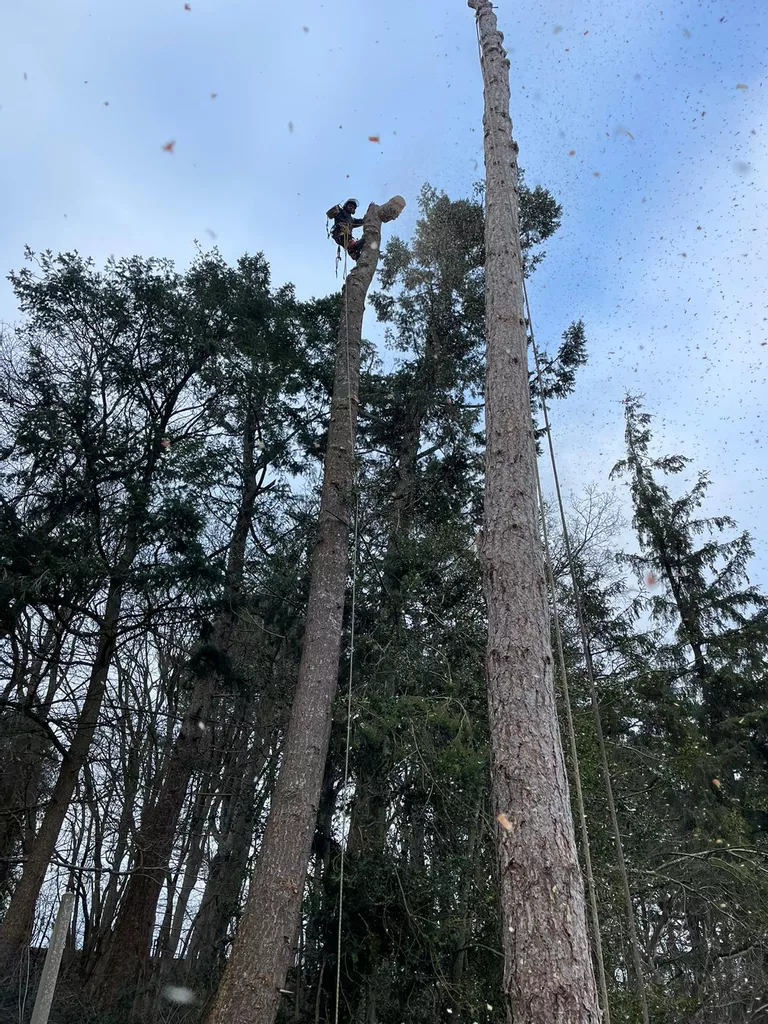 Why it’s important using a professional, for your tree removal.