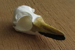 Penguin 4.jpg