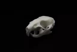 Rat 2.jpg