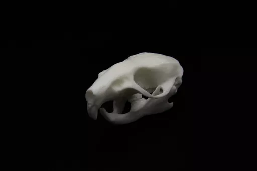Rat 2.jpg