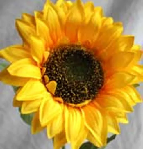 https://starbek-static.myshopblocks.com/images/tmp/nt_171_sunflower_177.jpg