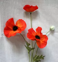 nt_290_poppy550a.jpg