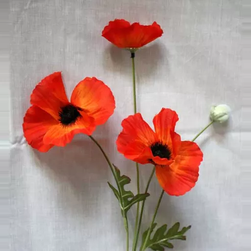 Poppies