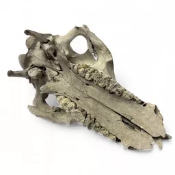 sheep skull 3.jpg