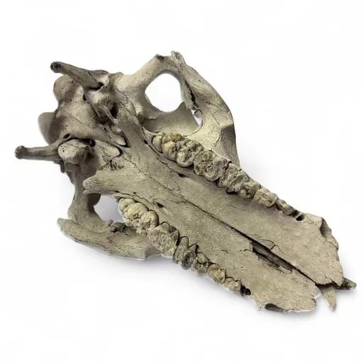 sheep skull 3.jpg