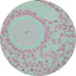 FINHC1006601.png