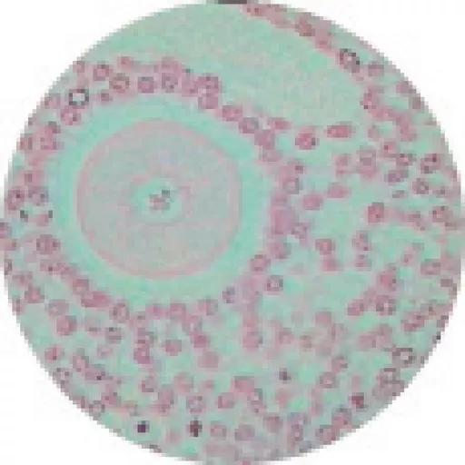 FINHC1006601.png