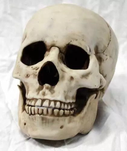Human Skull