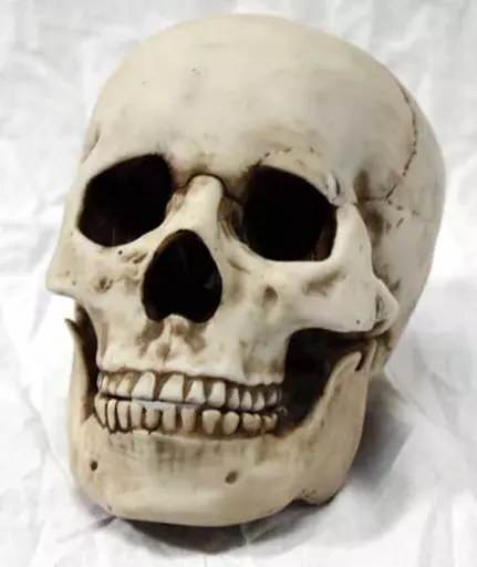 https://starbek-static.myshopblocks.com/images/tmp/nt_321_skull500a.jpg
