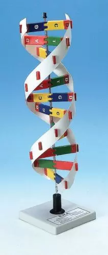 DNA CONSTRUCTION MODEL