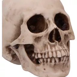 Human Skull 16cm (6).jpg