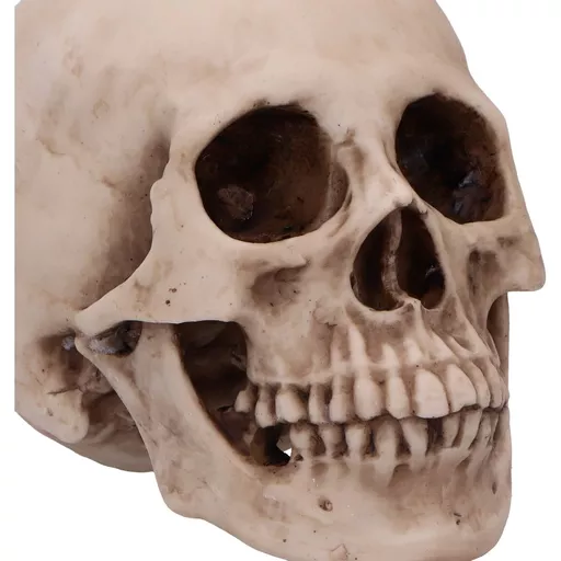 Human Skull 16cm (6).jpg