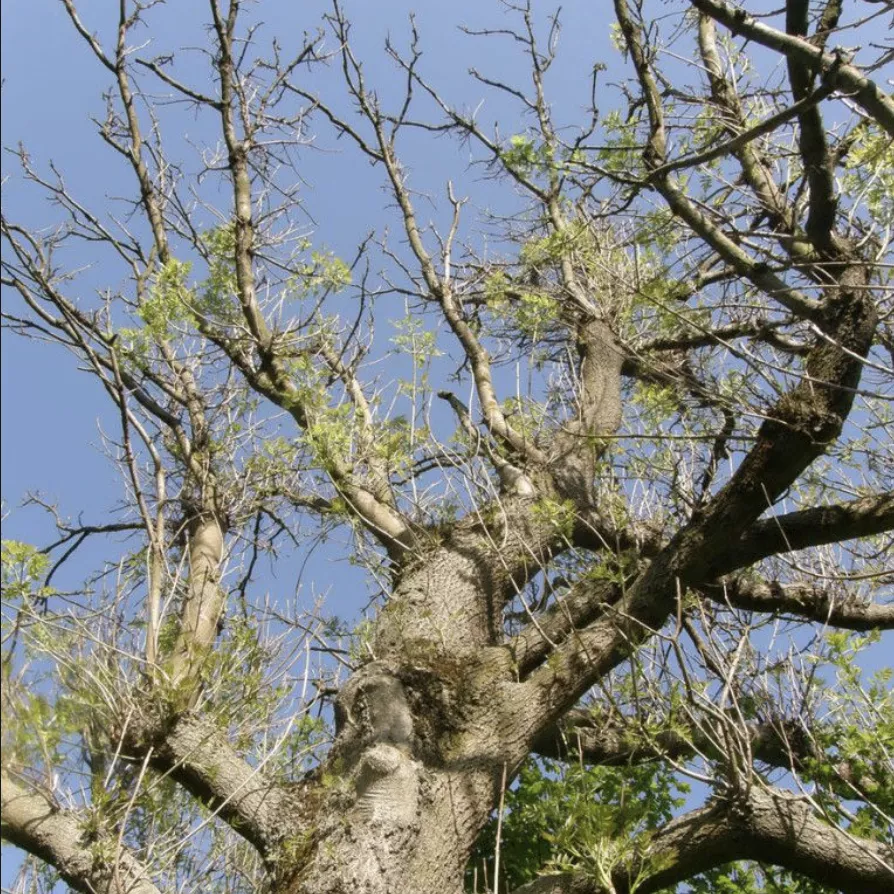 Ash Dieback: A Growing Threat in Cheshire & How JEC Tree Services Ltd Can Help