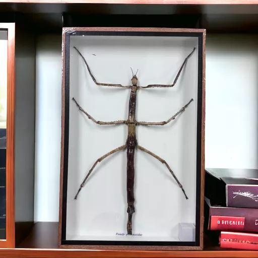 Real Large Stick Insect in Frame