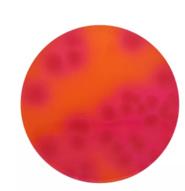 MacConkey Agar Plates w/o Salt