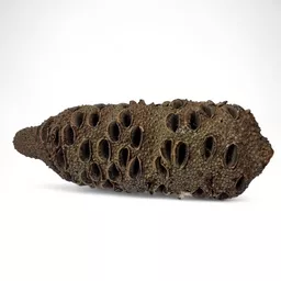Banksia 3.jpg
