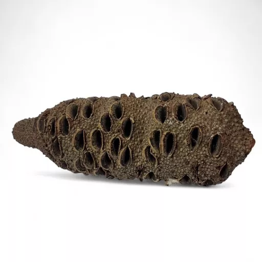 Banksia 3.jpg