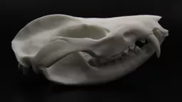 Opossum 1.jpg
