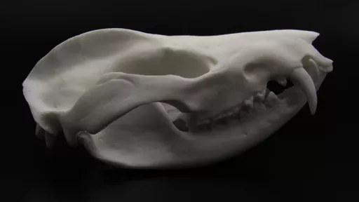 Opossum 1.jpg