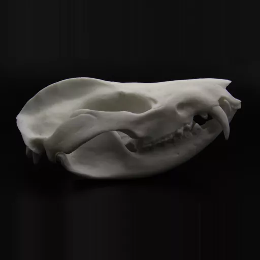 Replica Opossum Skull