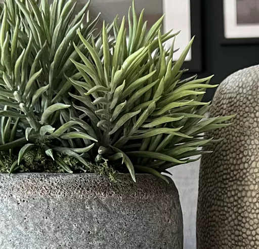 Spiky Succulents In Grey Pot - Small