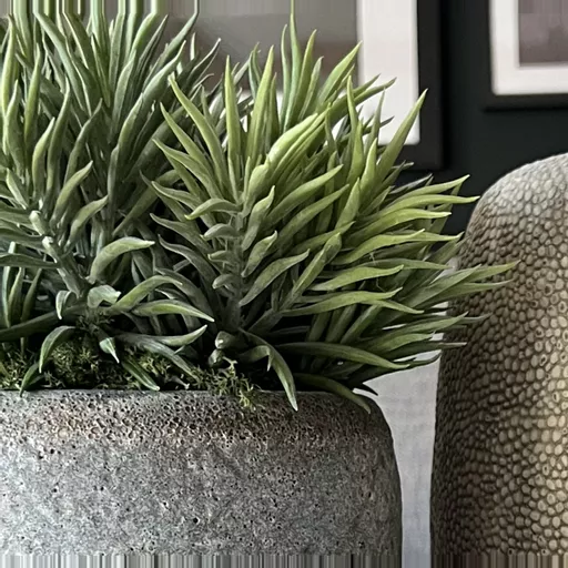 Spiky Succulents In Grey Pot - Small