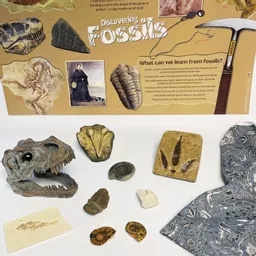 Fossils VB.jpg