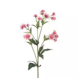 Astrantia.jpg