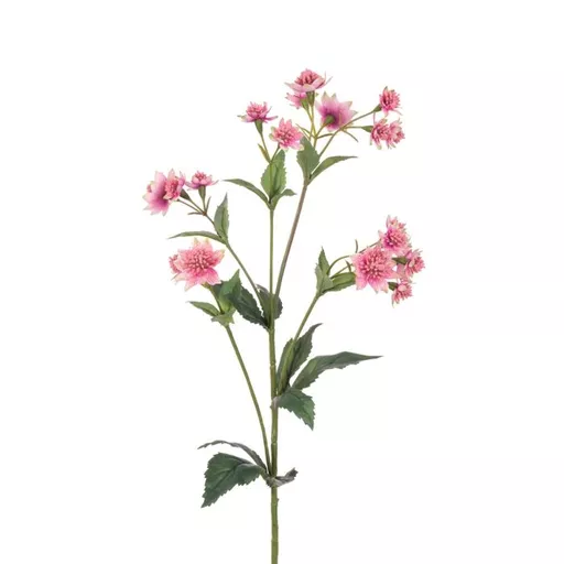 Astrantia