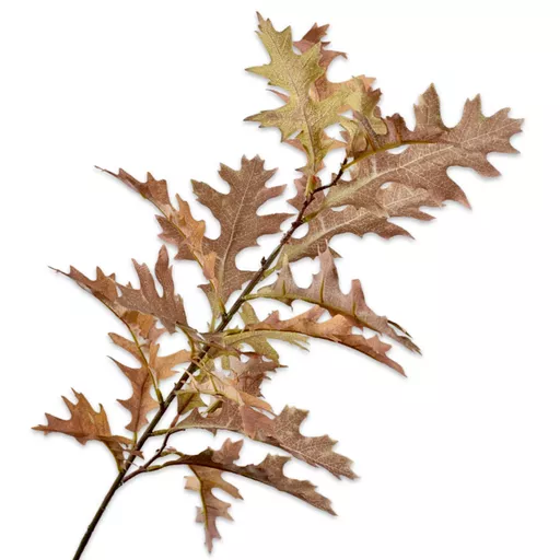 Brown Oak Leaf Stem