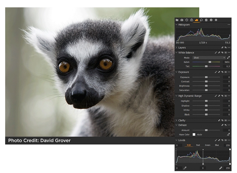 LEMUR.jpg