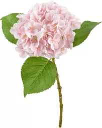 IT393812.jpg