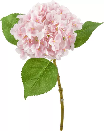 IT393812.jpg